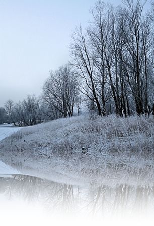 Trees in the Snowの写真素材