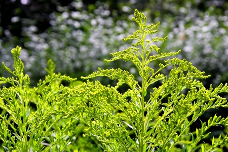 Vegetation in a meadowの写真素材