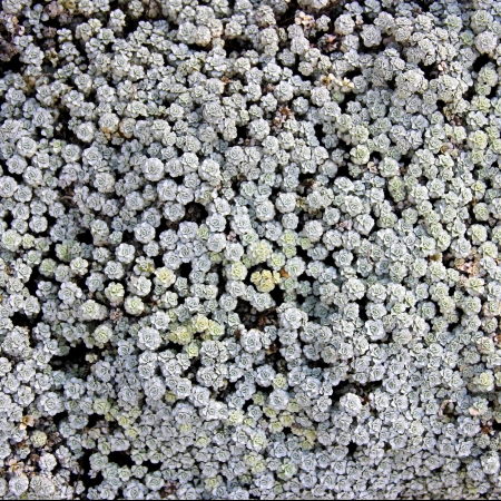 Tightly growing bush of tiny white alpine flowersの写真素材