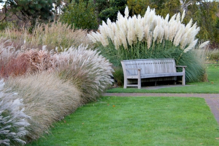 Park bench nestling in various grasses and pampasの写真素材