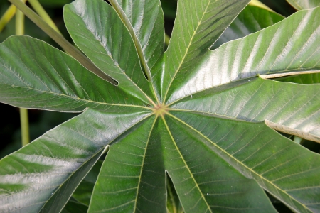 A very Large deep Green Tropical Flat Leaf の写真素材