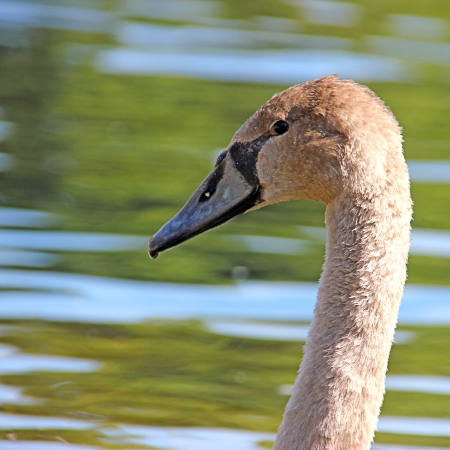 Head shot or portrait of a goose on waterの写真素材