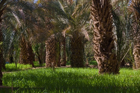 Park with palms in Merzouga, Moroccoの写真素材