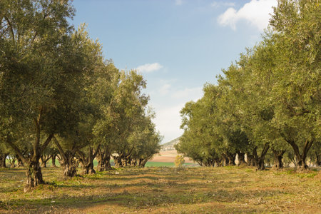 Plantation of olive trees in Moroccoの写真素材