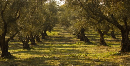 Plantation of olive trees in Moroccoの写真素材