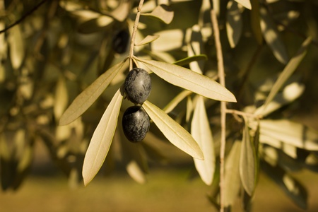 Plantation of olive trees in Moroccoの写真素材