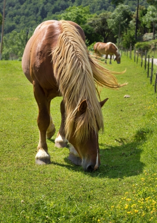 horse on the meadowの写真素材