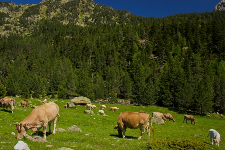 Cows on a green pasture near the  Pyrenees mountainsの写真素材