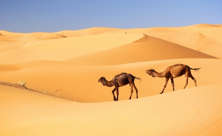 Camel caravan in the Sahara desert, Moroccoの写真素材