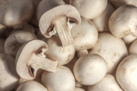 Champignon mushroomの写真素材