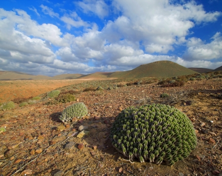 Cactus growing in the desertの写真素材