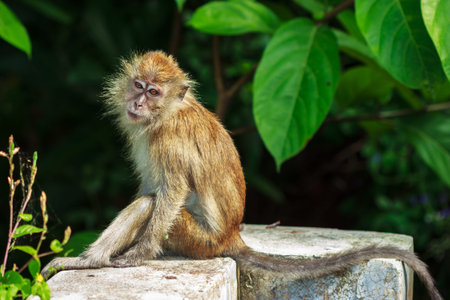 Relaxed monkey resting on the stone