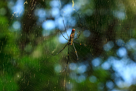 Nephila clavata spider on his web, Penang National Parkの写真素材