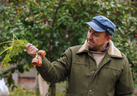 Peasant with damaged carrots on his gardenの写真素材
