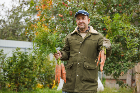 Happy Peasant with good harvest of carrots on his gardenの写真素材