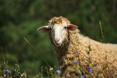 Portrait of cute sheep in Montenegroの写真素材