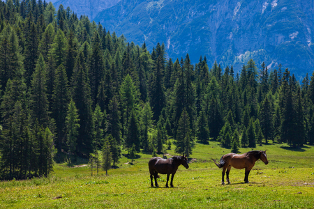 Horses on the green meadow in Dolomite Alps, Italyの写真素材