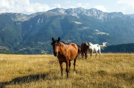 Herd of horses in a highlandの写真素材