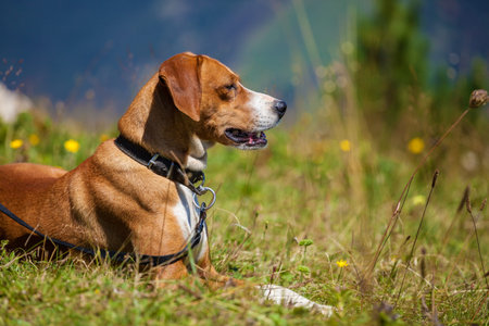 Hunting dog on a leash outdoor