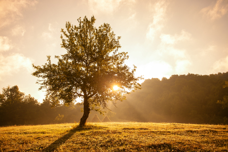 Serene view of tree with morning sunlightの写真素材