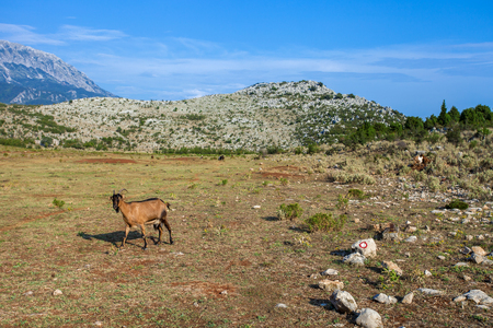 Goat on a pasture in a mountains of Montenegroの写真素材