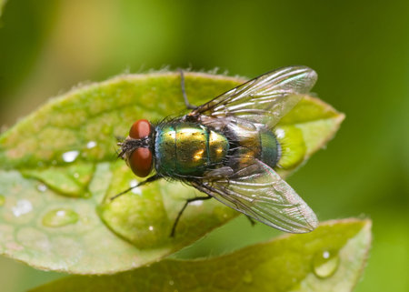 Common green bottle fly sitting on a dew covered green leaf, top view