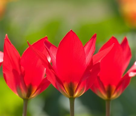 Three red tulips opening to the sun, set against green foliageの写真素材