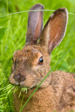 Portrait of a Snowshoe Hare (Lepus Americanus) munching on grass, 