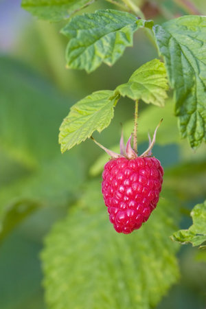 Red raspberry hanging on a bush in the garden.