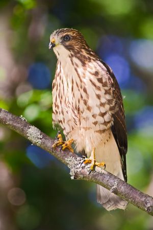Young red tailed hawk (eastern morph) showing first year plumage, perched on a branch at the edge of the forest. Quebec, Gaspé Peninsula, Canadaの写真素材