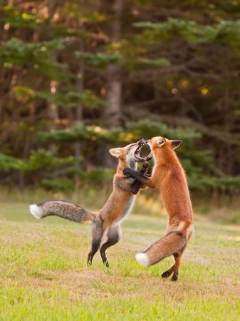 Two immature foxes playfully fighting eachother の写真素材