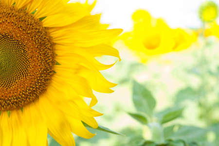 More than a quarter of a blooming sunflowerの写真素材