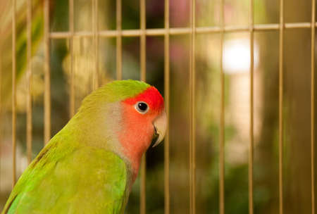 Bird in a birdcage の写真素材