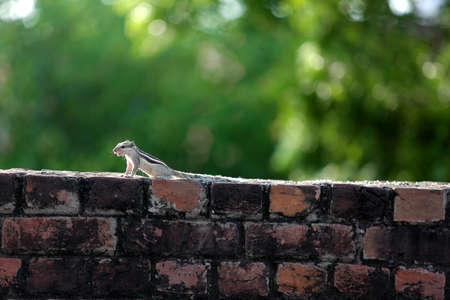 This is a good picture. amazing position. She is walking on the wallの写真素材