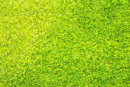 Green grass texture background. Green grass background. Green grass background.