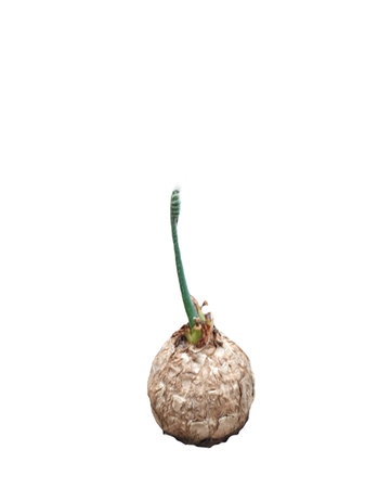 Sprouting plant isolated on a white background. Sprouting new life