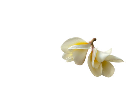 Frangipani flower isolated on white background with clipping path.の写真素材