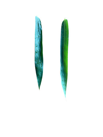 Green leaves with water drops on white background, top view. Tropical plant