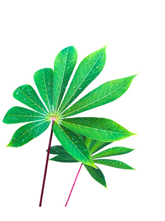Green leaves of cassava isolated on white background with clipping path.の写真素材