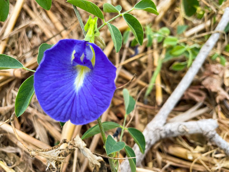 Butterfly pea flower in the garden.の写真素材