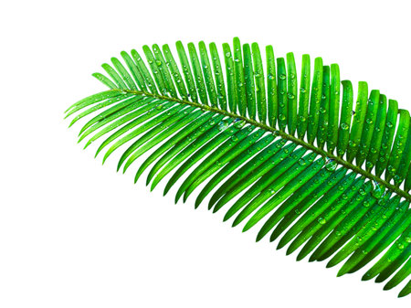 green leaf of palm tree with water drops isolated on white background.