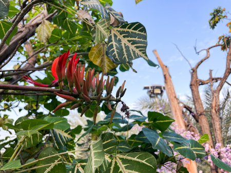 Beautiful red flower in the garden. Red flower on the tree.の写真素材