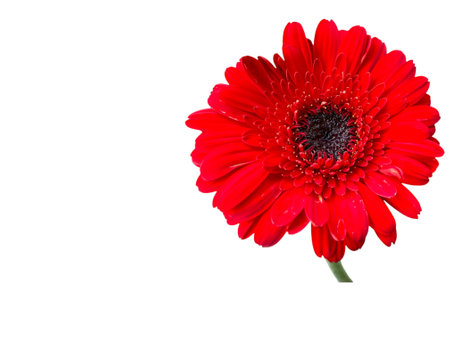 Red gerbera flower isolated on white background. Flat lay, top view.の写真素材