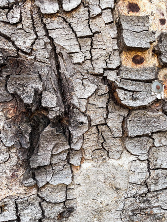 Bark of trees. Texture of tree bark. Tree bark background.