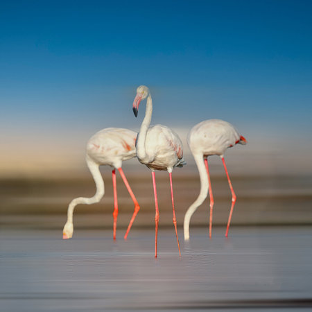 Beautiful flamingo near back water. wall mounting of flamingo bird. background picture of bird. Beautiful wings of flying flamingo. Wall poster of flamingo bird. Migratory birds.の写真素材