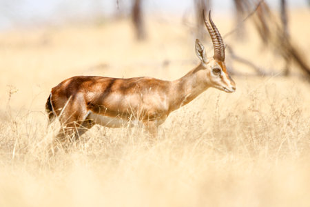 Beautiful Chinkara animal at mayureshwar wildlife sanctuary. Wall mounting of rare animal Chinkara found in Indian subcontinent. Wildlife photography of Chinkaraの写真素材