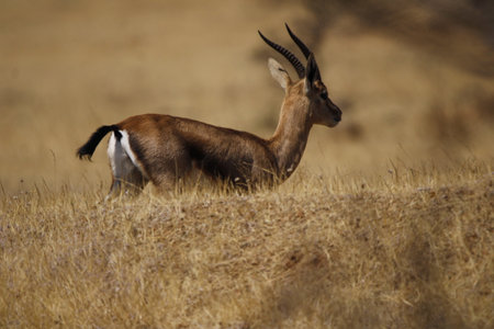 Beautiful Chinkara animal at mayureshwar wildlife sanctuary. Wall mounting of rare animal Chinkara found in Indian subcontinent. Wildlife photography of Chinkara for exhibition. Baの写真素材