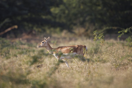 Endangered species Blackbuck in Bishnoi village forest . Beautiful male and female blackbuck captured with all movement in natural habitat. Rare animal. Beautiful wall mounting.の写真素材