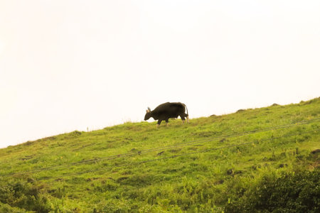 A cow grazing on a green meadow in the early morning.の写真素材