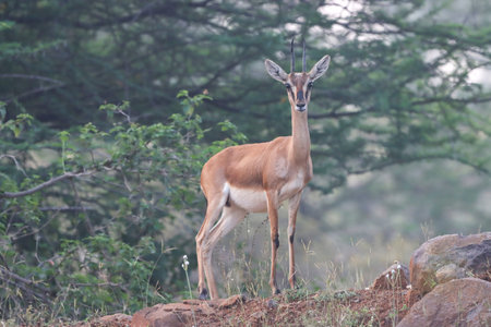 A graceful Chinkara stands amidst the golden grasslands of Mayureshwar Wildlife Sanctuary, its alert...